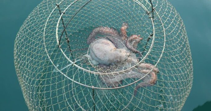 Big octopus in a trap on sea a pulling fishing boat