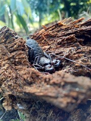 Close up Thelyphonida (also called whip scorpions, pekok, ketonggeng, vinegaroons,  vinegarroons, vinegarones, uropygids) with a natural background. The exotic small balck animal.