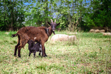Goats on family farm.
