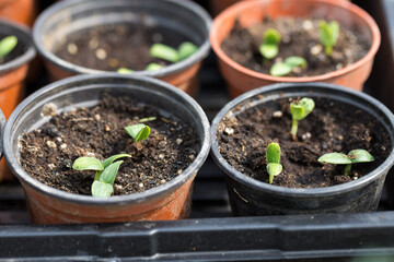 Germination of seedlings of cucumbers in pots with natural fertilizer in greenhouse conditions.
