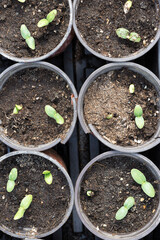 Germination of seedlings of cucumbers in pots with natural fertilizer in greenhouse conditions.