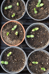 Germination of seedlings of cucumbers in pots with natural fertilizer in greenhouse conditions.