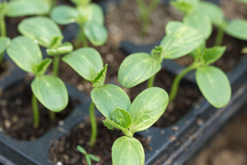 Germination of seedlings of cucumbers in pots with natural fertilizer in greenhouse conditions.