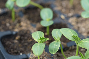 Germination of seedlings of cucumbers in pots with natural fertilizer in greenhouse conditions.
