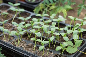 Germination of tomato seedlings in pots with natural fertilizer in greenhouse conditions.
