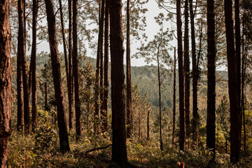 forest in the morning