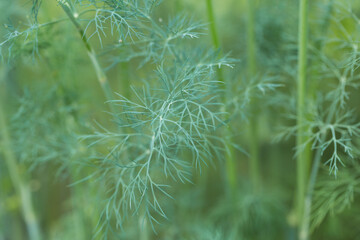 Fresh juicy dill branches closeup. Useful vegetarian spices.