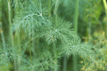 Fresh juicy dill branches closeup. Useful vegetarian spices.