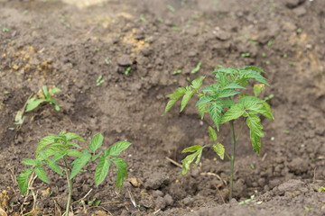 Germination of tomato seedlings in pots with natural fertilizer in greenhouse conditions.