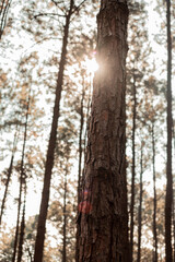 Fototapeta premium trees in the forest