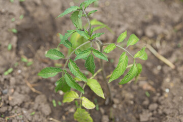 Germination of tomato seedlings in pots with natural fertilizer in greenhouse conditions.