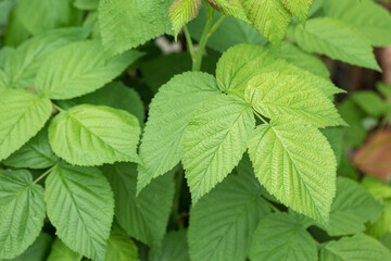 Young green juicy shoots of raspberries in late spring. Closeup of leaves with berries.