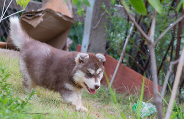 Cute Puppy of Siberian Husky dog 