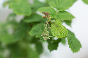 Young green juicy shoots of raspberries in late spring. Closeup of leaves with berries.