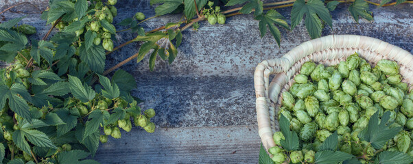 Cones of hops in a basket for making natural fresh beer, concept of brewing. Beautiful panoramic image, tinted.