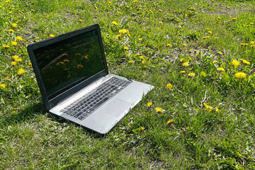 Laptop on a green grass with dandelions. Cozy workplace outside in the garden