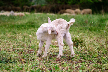 Obraz premium White goat behind bars, on the grass. Goats on family farm. Sheep and little goat on the lawn. At the bottom of the image is the clay floor with a wooden fence, green grass and some trees.