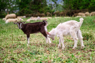 Obraz premium Two lambs