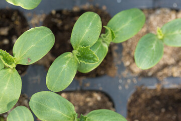 Germination of seedlings of cucumbers in pots with natural fertilizer in greenhouse conditions.