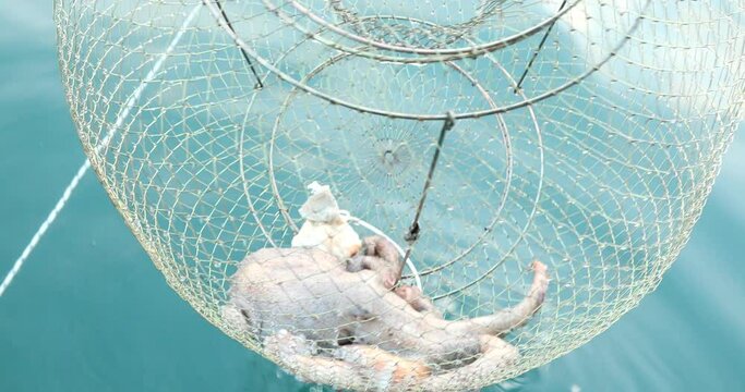 Big octopus in a trap on sea a pulling fishing boat