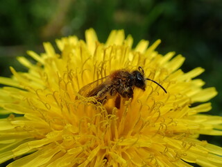 Pszczoła na mniszku - bee on the Dandelion © Tomasz