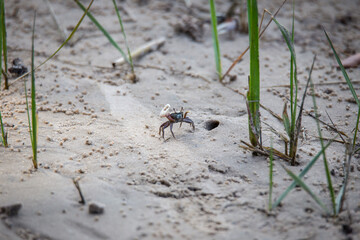 Fiddler crabs near the beach in Georgia