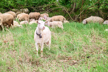 White goat behind bars, on the grass. Goats on family farm. Sheep and little goat on the lawn.  At the bottom of the image is the clay floor with a wooden fence, green grass and some trees.
