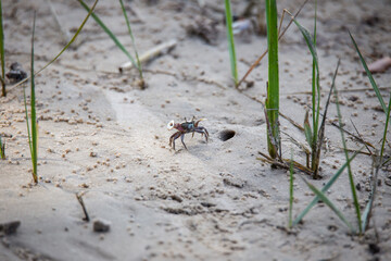 Fiddler crabs near the beach in Georgia