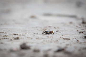 Fiddler crabs near the beach in Georgia