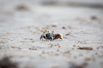 Fiddler crabs near the beach in Georgia