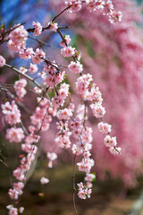 A spring scene of flowers in full bloom.