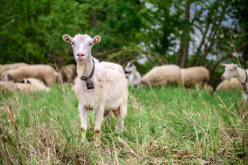 White goat behind bars, on the grass. Goats on family farm. Sheep and little goat on the lawn.  At the bottom of the image is the clay floor with a wooden fence, green grass and some trees.