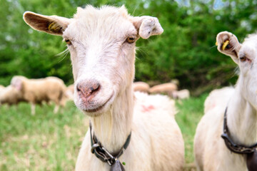White goat behind bars, on the grass. Goats on family farm. Sheep and little goat on the lawn.  At the bottom of the image is the clay floor with a wooden fence, green grass and some trees.