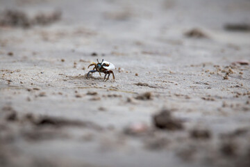 Fiddler crabs near the beach in Georgia