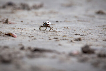 Fiddler crabs near the beach in Georgia