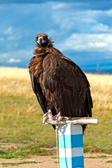 Mongolian eagle looking over steppe near the Genghis Khan Statue Complex , in Central Mongolia
