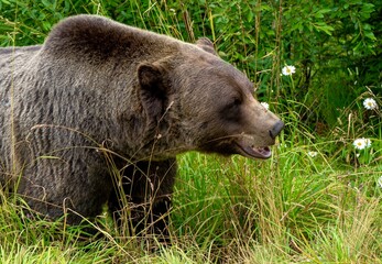 brown grizzly bear in the forest - Kicking Horse Mountain Grizzly Refuge, British Columbia, Canada 