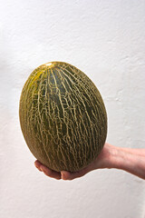 A Piel de Sapo melon in a hand on white neutral background