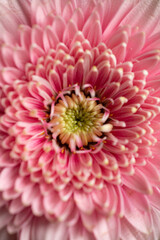 Pinke Blume von oben fotografiert
