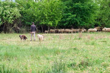 Shepherd with two dogs