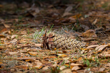 Pine cones on the ground