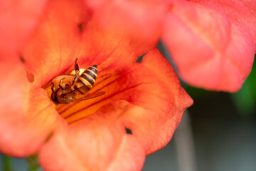 Close up shot of Bee collecting pollen from red flower in blur background, The Pollen of flower stuck on the bee's body,