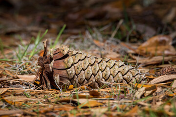 Pine cones on the ground