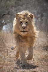 Adult male African Lion king with a big mane running Kruger Park South Africa