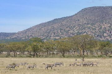 Fototapeta na wymiar Herd of Zebra in the Serengeti National park Tanzania