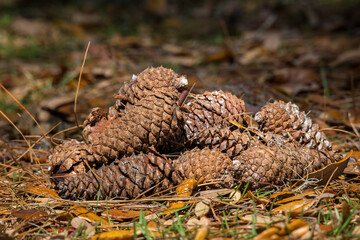 Pine cones on the ground