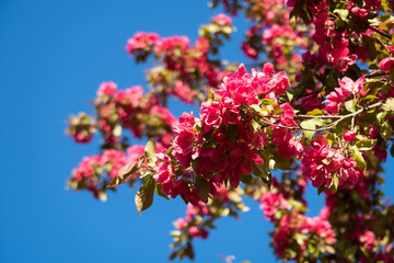 Obraz premium Close up view of a branch of dark pink cherry blossoms
