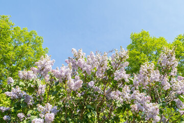 View of a Syringa vulgaris tree (common lilac) with blue sky