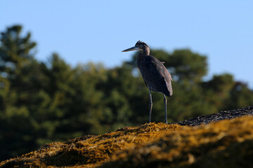 Heron in Blue Hill Maine