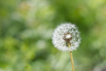 A dandelion what has gone to seed with a green background